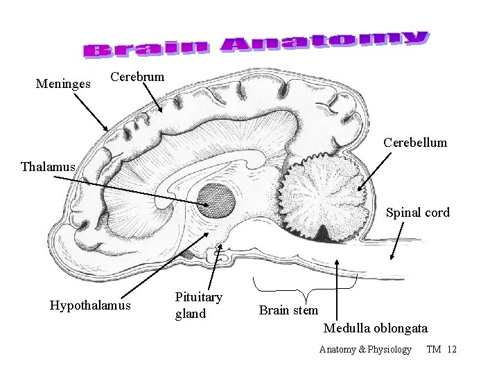 Meninges Cerebrum Cerebellum Thalamus Spinal cord Hypothalamus Pituitary gland Brain stem Medulla oblongata Anatomy