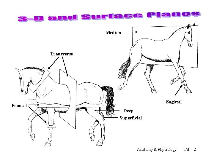 Median Transverse Sagittal Frontal Deep Superficial Anatomy & Physiology TM 2 