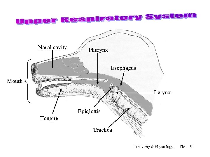 Nasal cavity Pharynx Esophagus Mouth Larynx Epiglottis Tongue Trachea Anatomy & Physiology TM 9