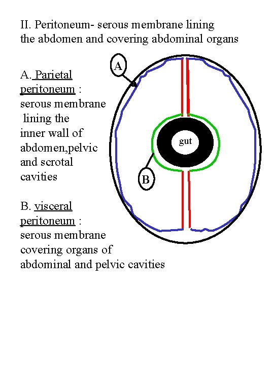 II. Peritoneum- serous membrane lining the abdomen and covering abdominal organs A. Parietal peritoneum