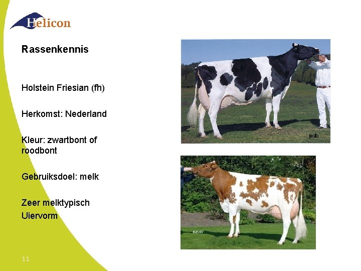 Rassenkennis Holstein Friesian (fh) Herkomst: Nederland Kleur: zwartbont of roodbont Gebruiksdoel: melk Zeer melktypisch