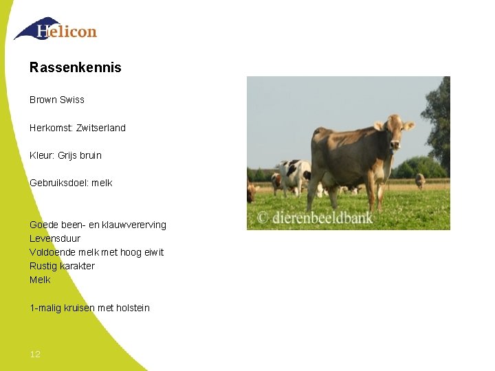 Rassenkennis Brown Swiss Herkomst: Zwitserland Kleur: Grijs bruin Gebruiksdoel: melk Goede been- en klauwvererving