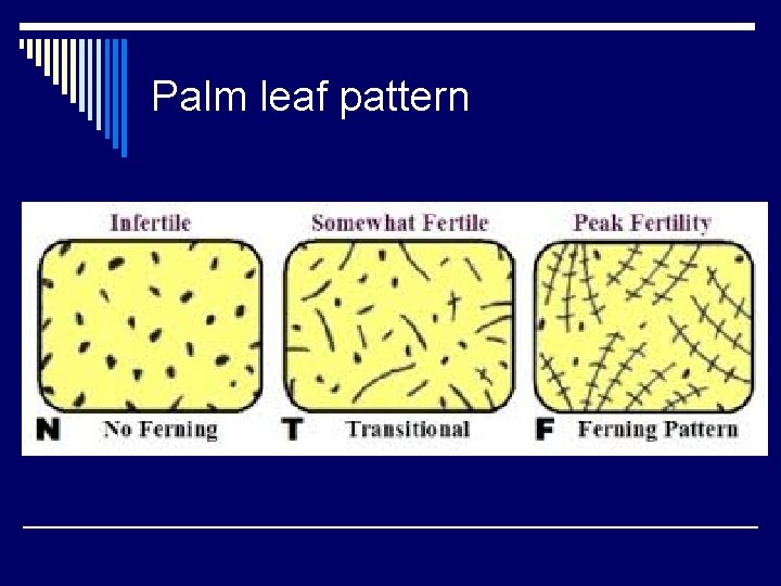 Palm leaf pattern 