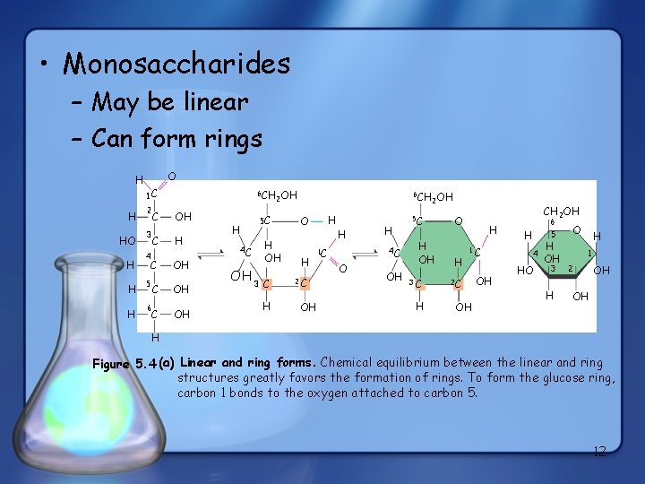  • Monosaccharides – May be linear – Can form rings H H HO