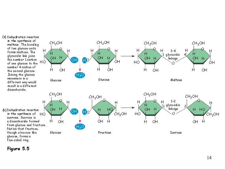 (a) Dehydration reaction in the synthesis of maltose. The bonding of two glucose units