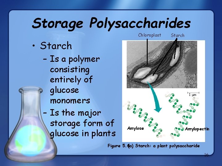 Storage Polysaccharides Chloroplast Starch • Starch – Is a polymer consisting entirely of glucose