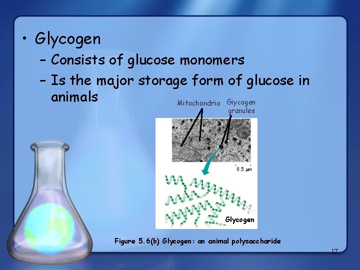  • Glycogen – Consists of glucose monomers – Is the major storage form
