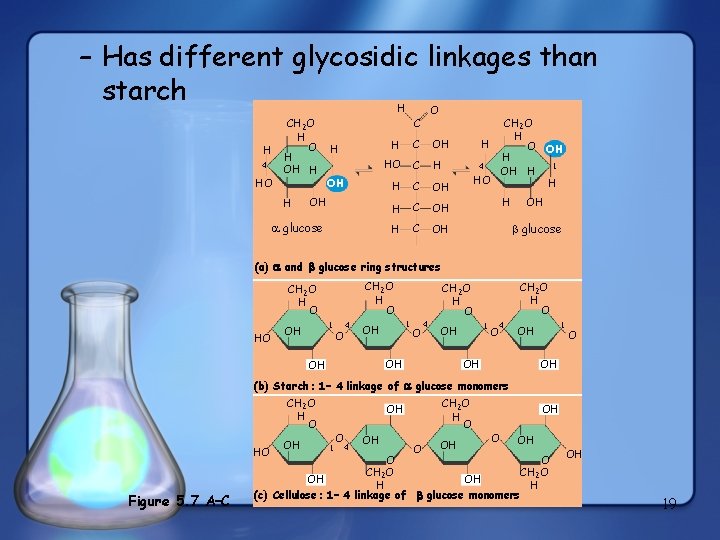 – Has different glycosidic linkages than starch H 4 HO CH 2 O H