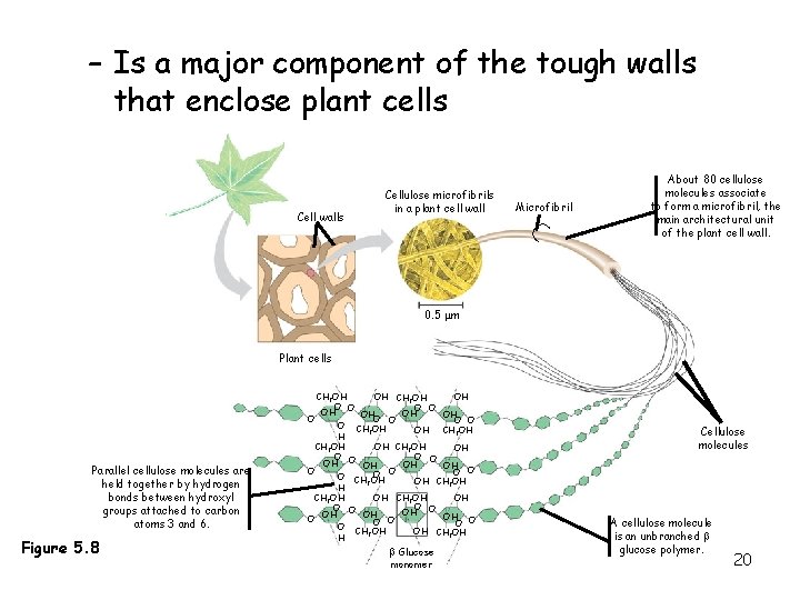 – Is a major component of the tough walls that enclose plant cells Microfibril