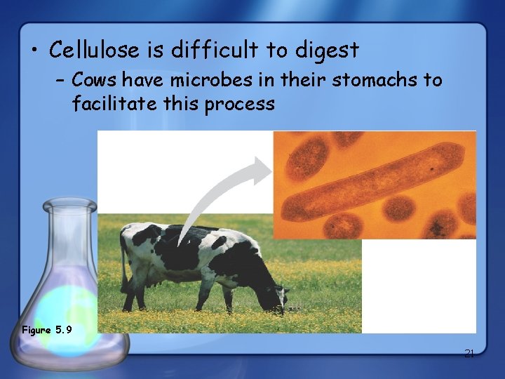  • Cellulose is difficult to digest – Cows have microbes in their stomachs