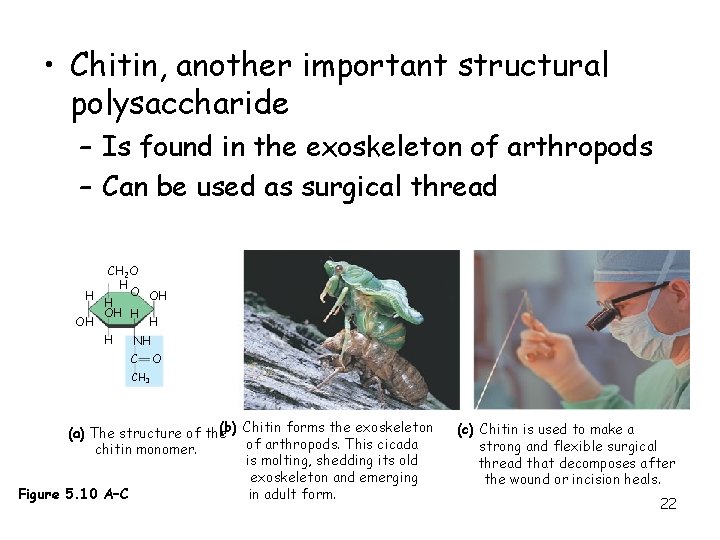  • Chitin, another important structural polysaccharide – Is found in the exoskeleton of