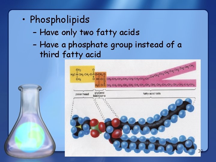  • Phospholipids – Have only two fatty acids – Have a phosphate group