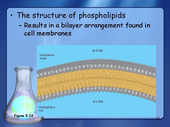  • The structure of phospholipids – Results in a bilayer arrangement found in