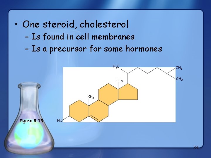  • One steroid, cholesterol – Is found in cell membranes – Is a