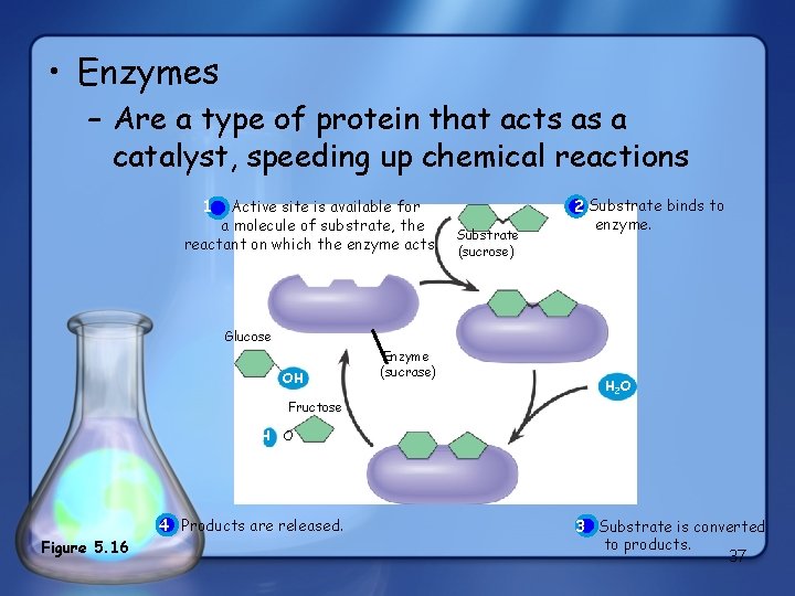  • Enzymes – Are a type of protein that acts as a catalyst,