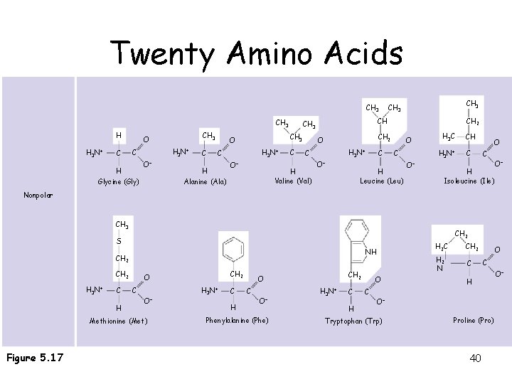 Twenty Amino Acids • 20 different amino acids make up proteins CH 3 H