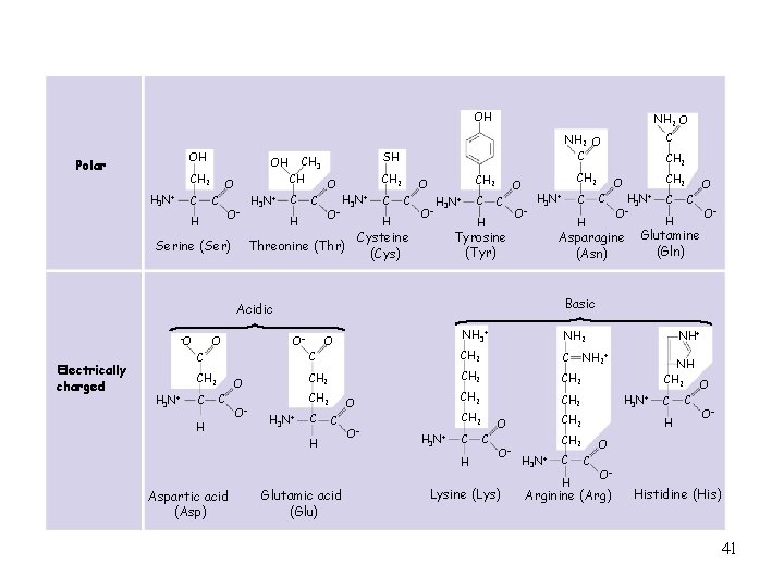 OH OH Polar CH 2 H 3 N+ C CH O C H O–