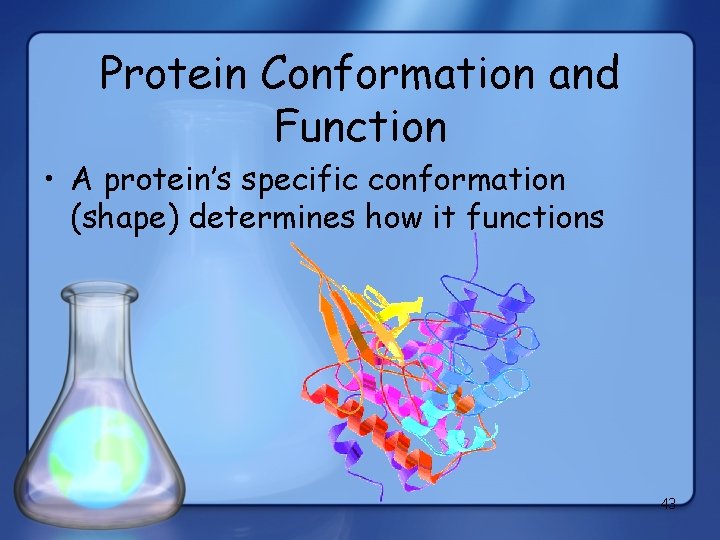 Protein Conformation and Function • A protein’s specific conformation (shape) determines how it functions