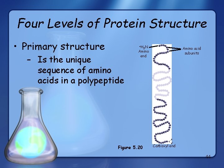 Four Levels of Protein Structure • Primary structure +H – Is the unique sequence