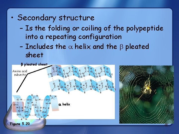  • Secondary structure – Is the folding or coiling of the polypeptide into