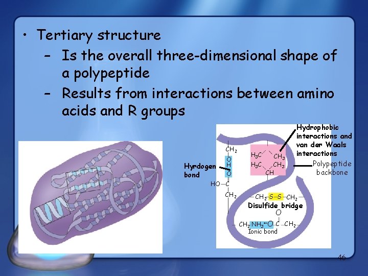  • Tertiary structure – Is the overall three-dimensional shape of a polypeptide –