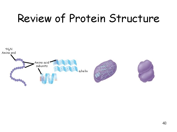 Review of Protein Structure +H 3 N Amino end Amino acid subunits helix 48