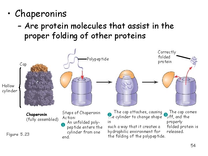  • Chaperonins – Are protein molecules that assist in the proper folding of