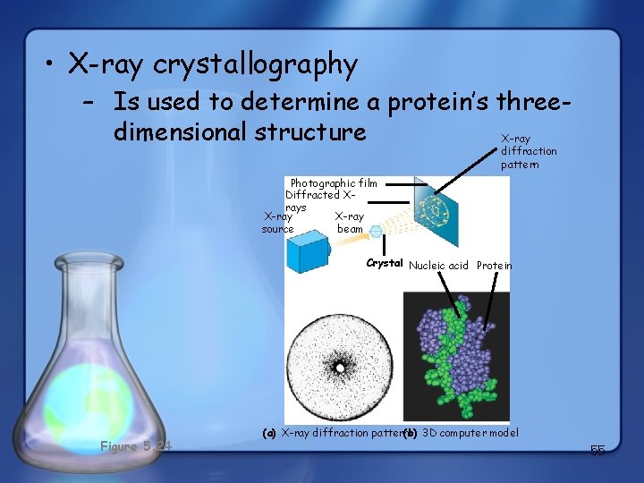  • X-ray crystallography – Is used to determine a protein’s threedimensional structure X-ray