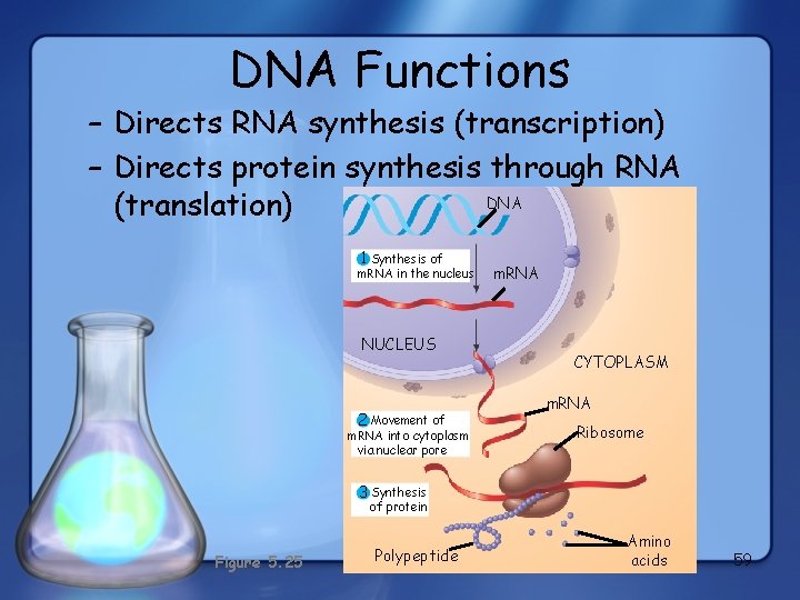 DNA Functions – Directs RNA synthesis (transcription) – Directs protein synthesis through RNA DNA