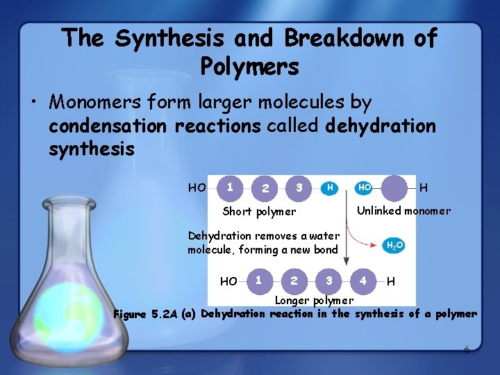 The Synthesis and Breakdown of Polymers • Monomers form larger molecules by condensation reactions