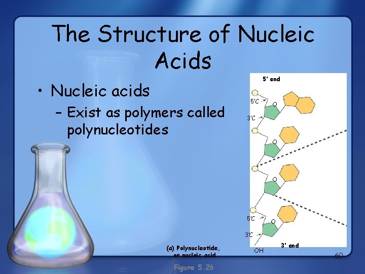 The Structure of Nucleic Acids 5’ end • Nucleic acids – Exist as polymers