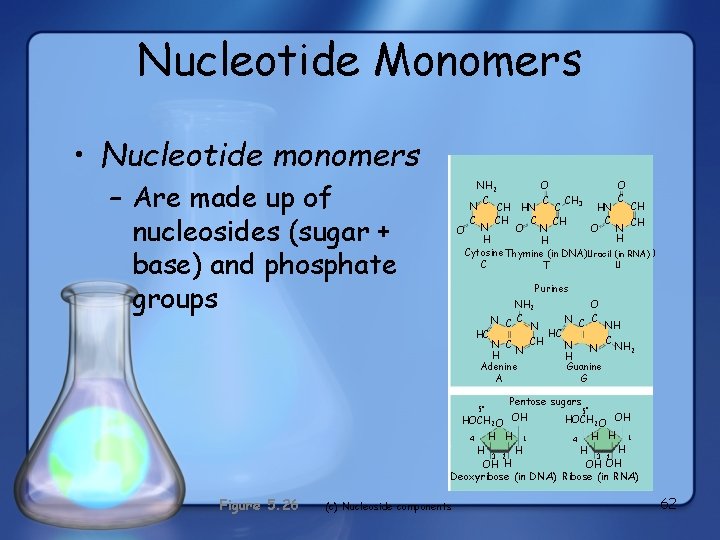 Nucleotide Monomers • Nucleotide monomers Nitrogenous bases Pyrimidines NH 2 O O C C