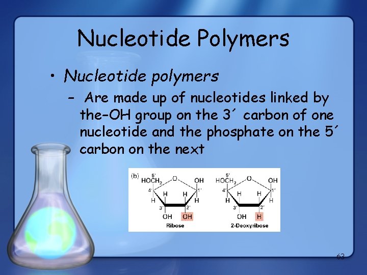 Nucleotide Polymers • Nucleotide polymers – Are made up of nucleotides linked by the–OH