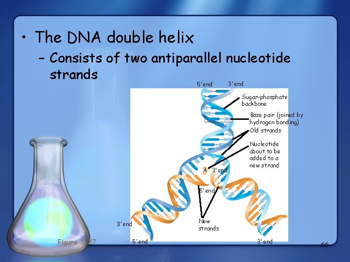  • The DNA double helix – Consists of two antiparallel nucleotide strands 3’