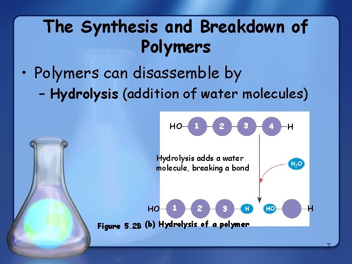 The Synthesis and Breakdown of Polymers • Polymers can disassemble by – Hydrolysis (addition