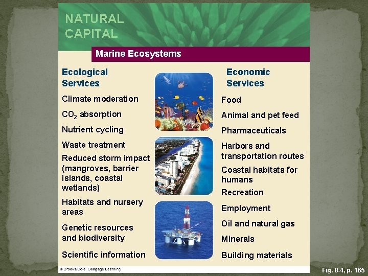 NATURAL CAPITAL Marine Ecosystems Ecological Services Economic Services Climate moderation Food CO 2 absorption