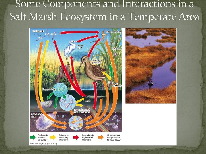 Some Components and Interactions in a Salt Marsh Ecosystem in a Temperate Area 