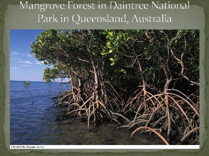 Mangrove Forest in Daintree National Park in Queensland, Australia 