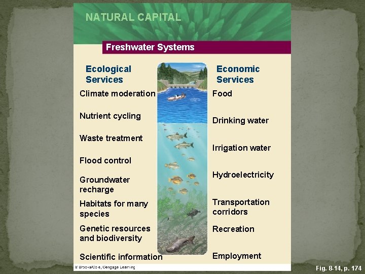 NATURAL CAPITAL Freshwater Systems Ecological Services Climate moderation Nutrient cycling Economic Services Food Drinking