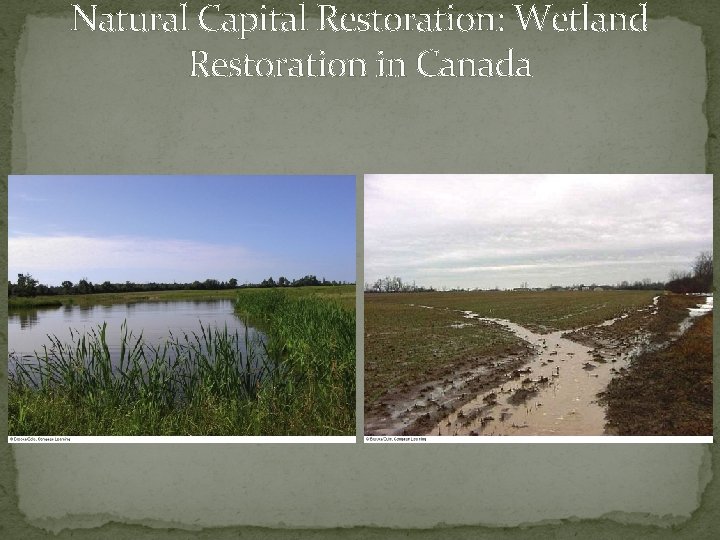 Natural Capital Restoration: Wetland Restoration in Canada 