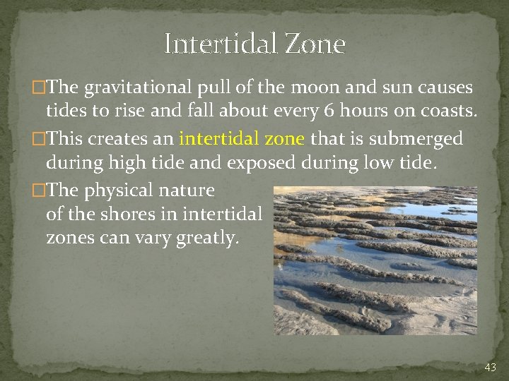 Intertidal Zone �The gravitational pull of the moon and sun causes tides to rise