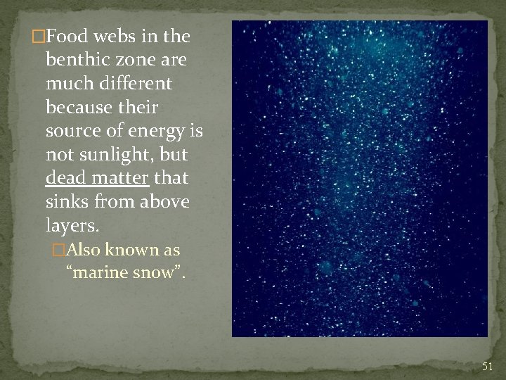 �Food webs in the benthic zone are much different because their source of energy