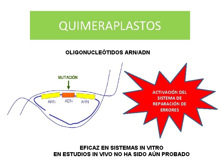QUIMERAPLASTOS OLIGONUCLEÓTIDOS ARN/ADN ACTIVACIÓN DEL SISTEMA DE REPARACIÓN DE ERRORES EFICAZ EN SISTEMAS IN