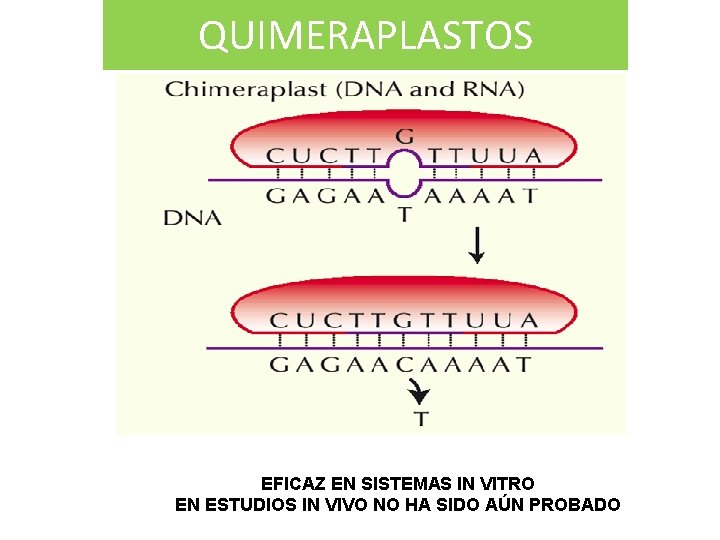 QUIMERAPLASTOS EFICAZ EN SISTEMAS IN VITRO EN ESTUDIOS IN VIVO NO HA SIDO AÚN