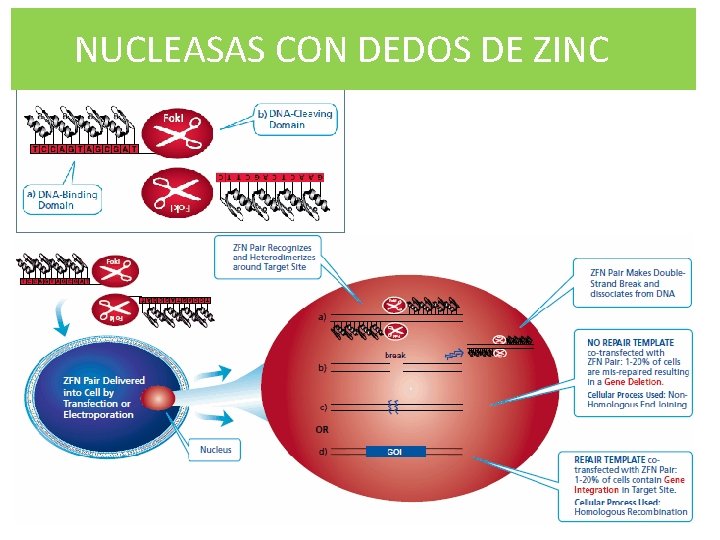 NUCLEASAS CON DEDOS DE ZINC 