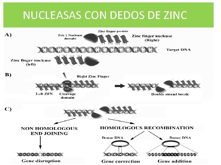 NUCLEASAS CON DEDOS DE ZINC 