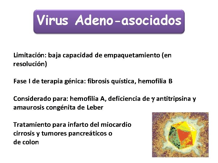 Virus Adeno-asociados Limitación: baja capacidad de empaquetamiento (en resolución) Fase I de terapia génica: