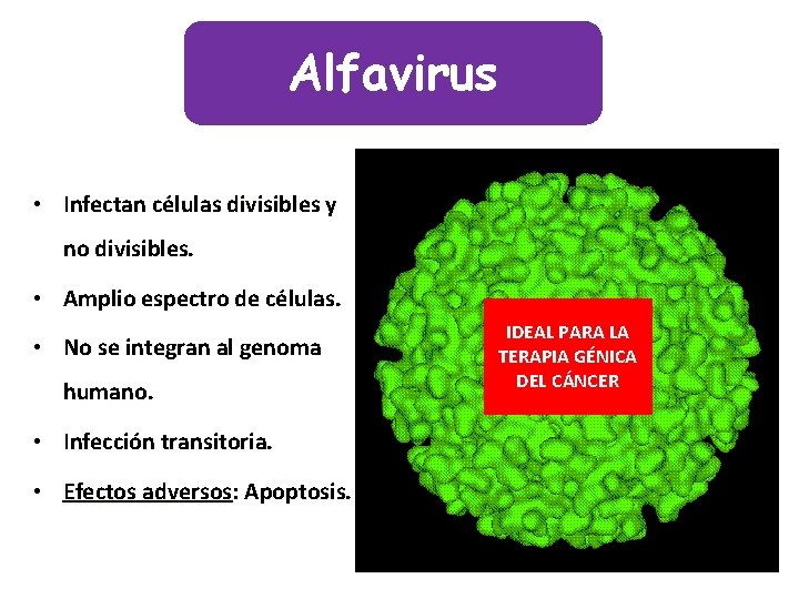 Alfavirus • Infectan células divisibles y no divisibles. • Amplio espectro de células. •
