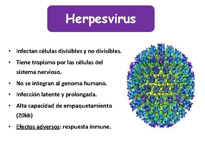Herpesvirus • Infectan células divisibles y no divisibles. • Tiene tropismo por las células