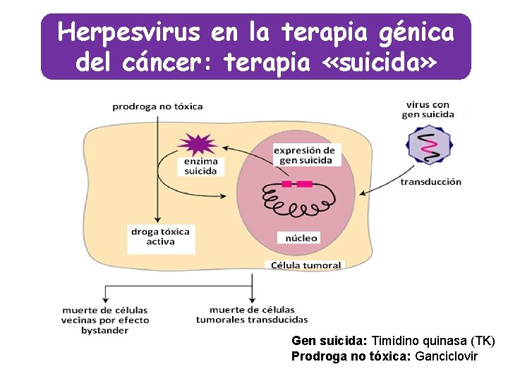 Herpesvirus en la terapia génica del cáncer: terapia «suicida» Gen suicida: Timidino quinasa (TK)